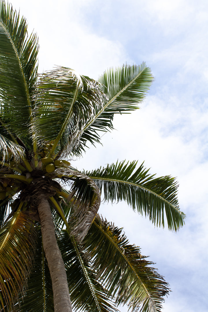 files/view-through-palm-tree-to-cloudy-sky.jpg